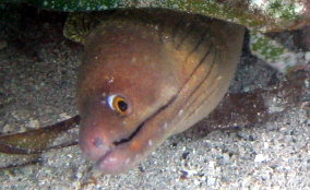 Chestnut Moray Ee - Enchelycore carychroa 