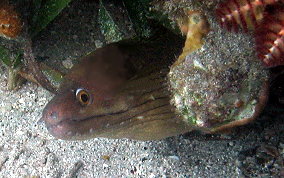 Chestnut Moray Ee - Enchelycore carychroa 