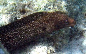 Goldentail Moray