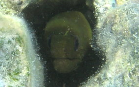 Green Moray Eel - Gymnothorax funebris