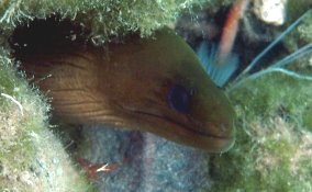 Green Moray Eel - Gymnothorax funebris