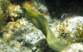 Green Moray Eel - Gymnothorax funebris