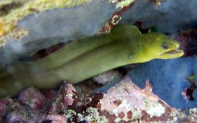 Green Moray Eel - Gymnothorax funebris