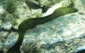 Green Moray Eel - Gymnothorax funebris