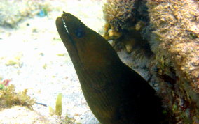 Green Moray Eel - Gymnothorax funebris