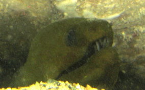 Green Moray Eel - Gymnothorax funebris