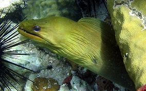 Green Moray Eel