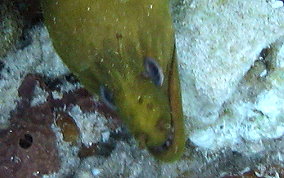 Green Moray Eel - Gymnothorax funebris