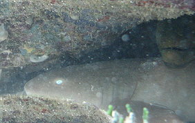 Green Moray Eel - Gymnothorax funebris