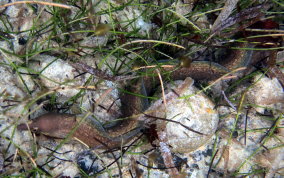 Purplemouth Moray Eel - Gymnothorax vicinus