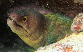 Purplemouth Moray Eel - Gymnothorax vicinus