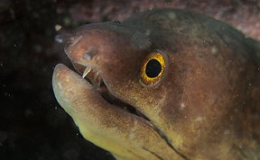 Purplemouth Moray Eel - Gymnothorax vicinus