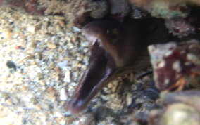 Purplemouth Moray Eel - Gymnothorax vicinus