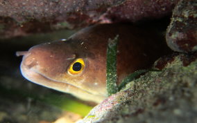 Purplemouth Moray Eel - Gymnothorax vicinus