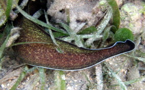 Purplemouth Moray Eel - Gymnothorax vicinus