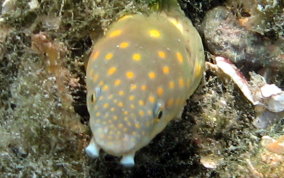 Sharptail Eel  - Myrichthys breviceps