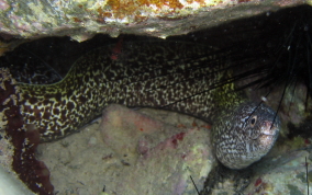 Spotted Moray Eel - Gymnothorax moringa 