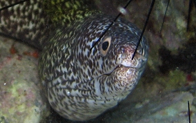 Spotted Moray Eel - Gymnothorax moringa 