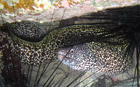 Spotted Moray Eel - Gymnothorax moringa 