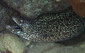 Spotted Moray Eel - Gymnothorax moringa 