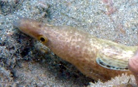 Spotted Moray Eel - Gymnothorax moringa 