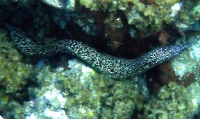 Spotted Moray Eel - Gymnothorax moringa 