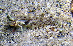 Colon / Bridled Goby - Coryphopterus dicrus / Coryphopterus glaucofraenum