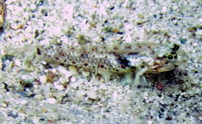 Colon / Bridled Goby - Coryphopterus dicrus / Coryphopterus glaucofraenum