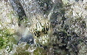 Colon / Bridled Goby - Coryphopterus dicrus / Coryphopterus glaucofraenum