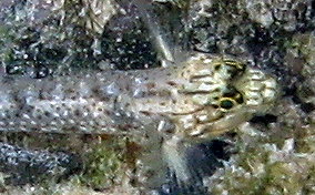 Colon / Bridled Goby - Coryphopterus dicrus / Coryphopterus glaucofraenum