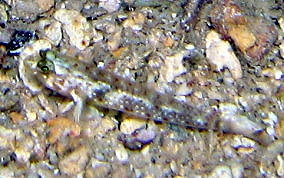 Colon Goby