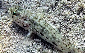 Dash Goby - Ctenogobius saepepallens