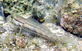 Goldspot Blenny - Gnatholepis thompsoni