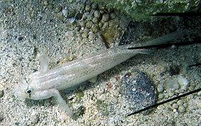 Goldspot Blenny - Gnatholepis thompsoni