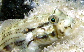 Goldspot Blenny - Gnatholepis thompsoni