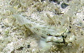 Goldspot Blenny - Gnatholepis thompsoni