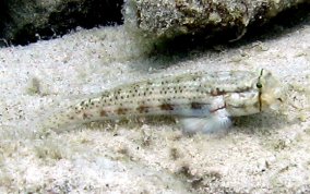 Goldspot Goby