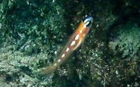 Masked/Glass Goby - Coryphopterus personatus/hyalinus