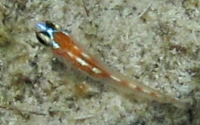 Masked/Glass Goby - Coryphopterus personatus/hyalinus