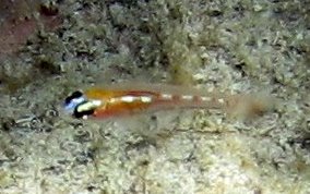 Masked/Glass Goby - Coryphopterus personatus/hyalinus