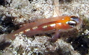 Masked/Glass Goby - Coryphopterus personatus/hyalinus