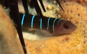 Nineline Goby - Ginsburgellus novemlineatus