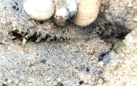 Orangespotted Goby - Nes longus