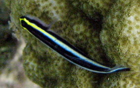 Cleaning Goby - Elacatinus genie