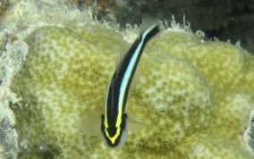 Cleaning Goby - Elacatinus genie