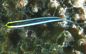 Cleaning Goby - Elacatinus genie