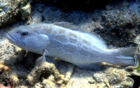 Black Grouper -Mycteroperca bonaci - Caribbean Fish Identification 