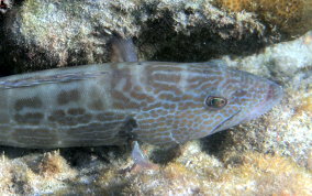 Black Grouper -Mycteroperca bonaci - Caribbean Fish Identification 