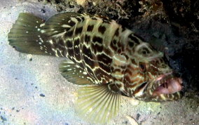 Black Grouper -Mycteroperca bonaci - Caribbean Fish Identification 