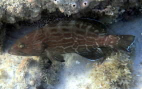 Sea Bream - Archosargus rhomboidalis 